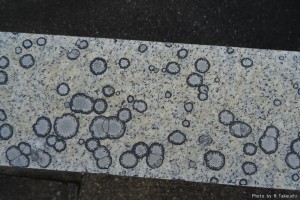 墓石・・・化石かな～