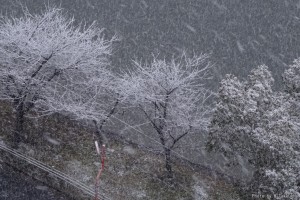 雪景色