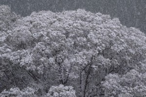 雪景色2