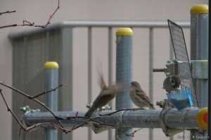 スズメ、羽ばたいてます