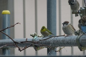 メジロ スズメと同じ、スズメ目の鳥 珍しい来鳥でした