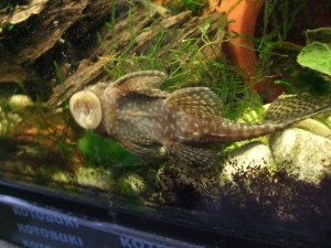 pleco_20100508_01