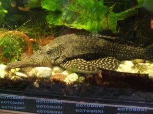 pleco_20100508_02