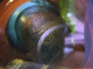 pleco_egg20100508